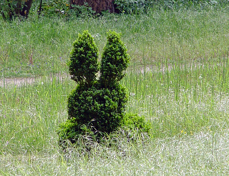 Buchs - Hase - Wolfsgarten