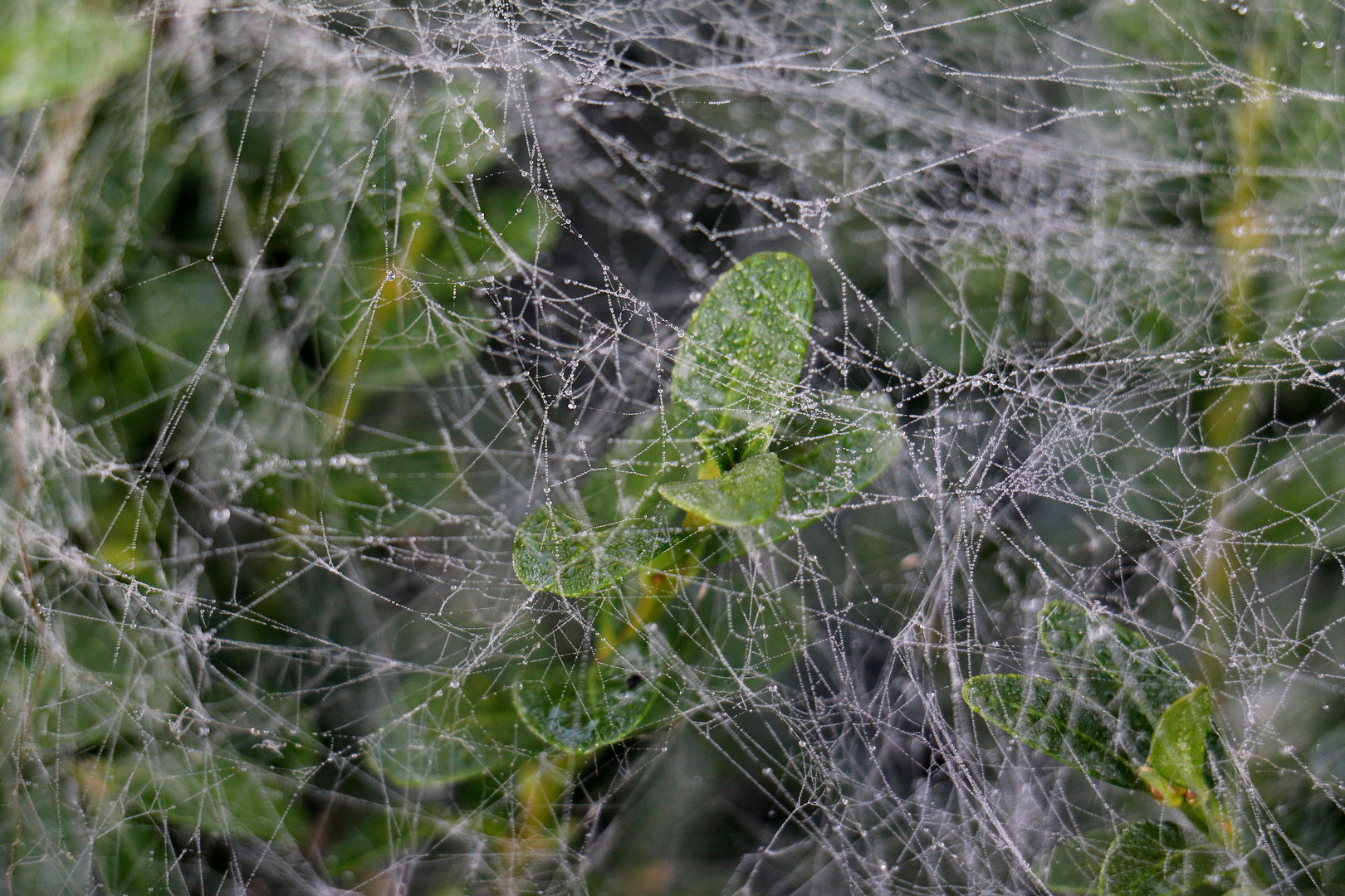 Buchs im Netz