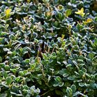 Buchs vom Frost erobert 1