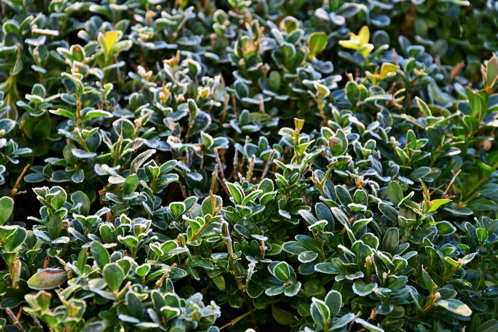 Buchs vom Frost erobert 1