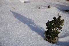 Buchsbäumchens erster Winter