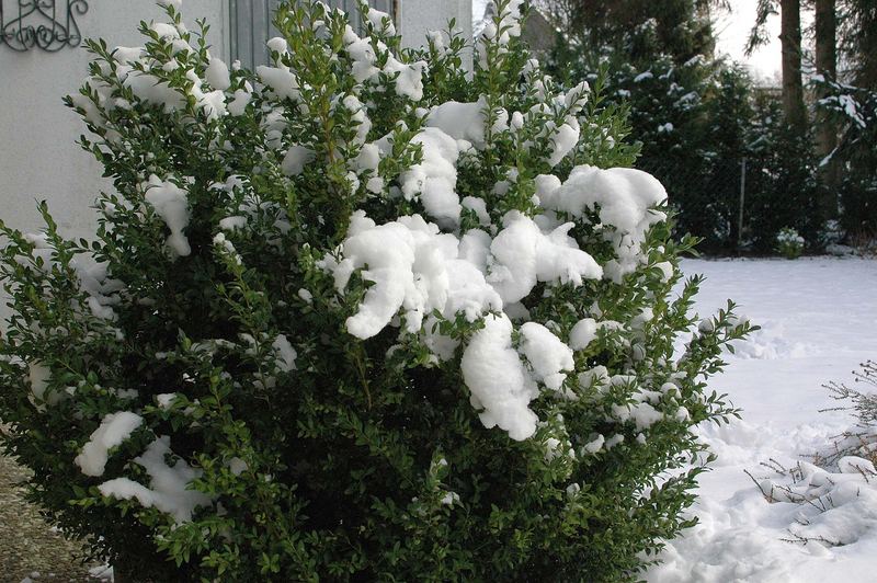 Buchsbaum im Schnee Foto & Bild pflanzen, pilze & flechten, pflanzen