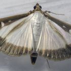 Buchsbaum-Zünsler (Cydalima perspectalis) - auch mein Feind