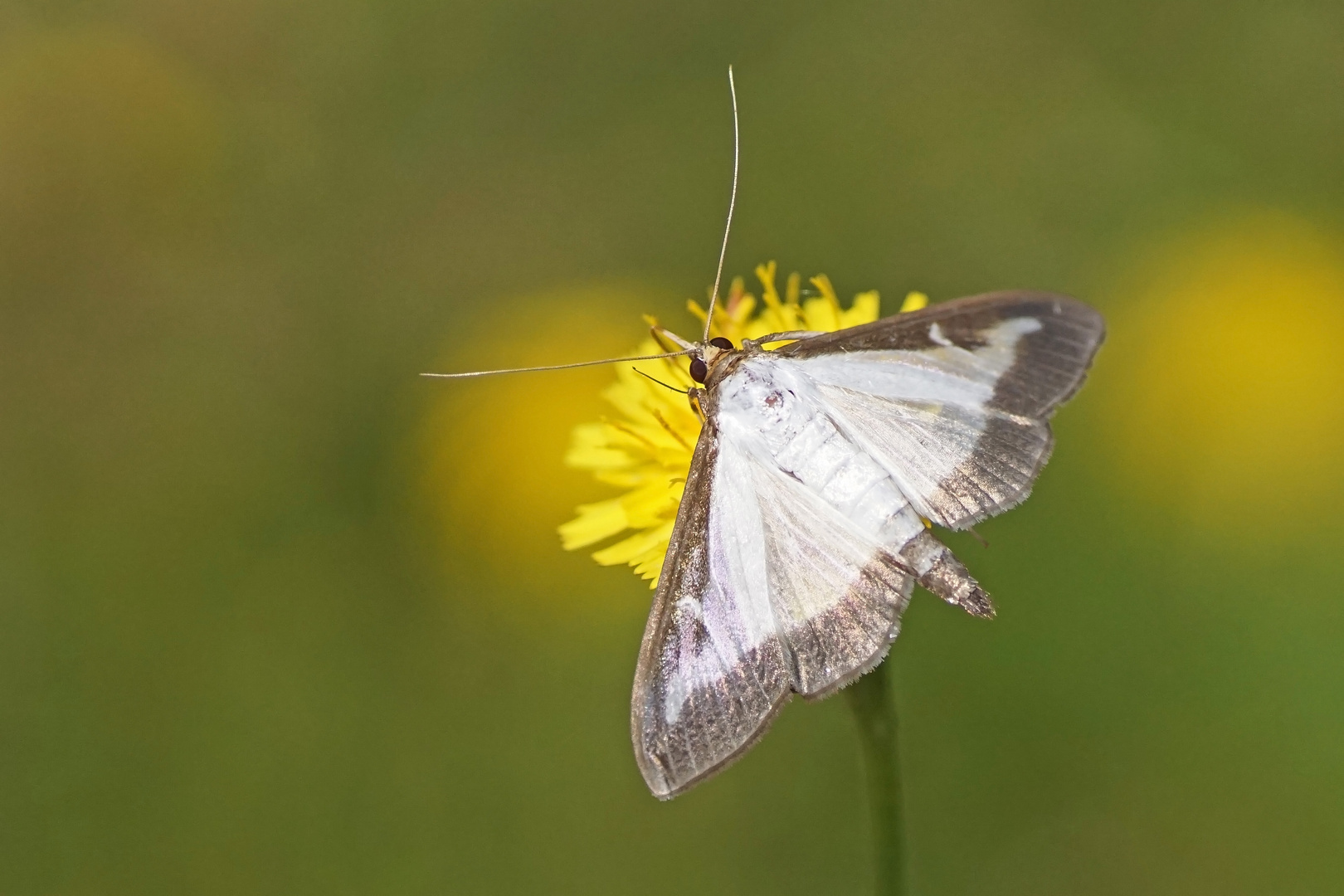 Buchsbaum-Zünsler (Cydalima perspectalis)