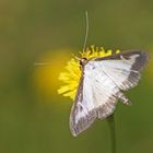 Buchsbaum-Zünsler (Cydalima perspectalis)