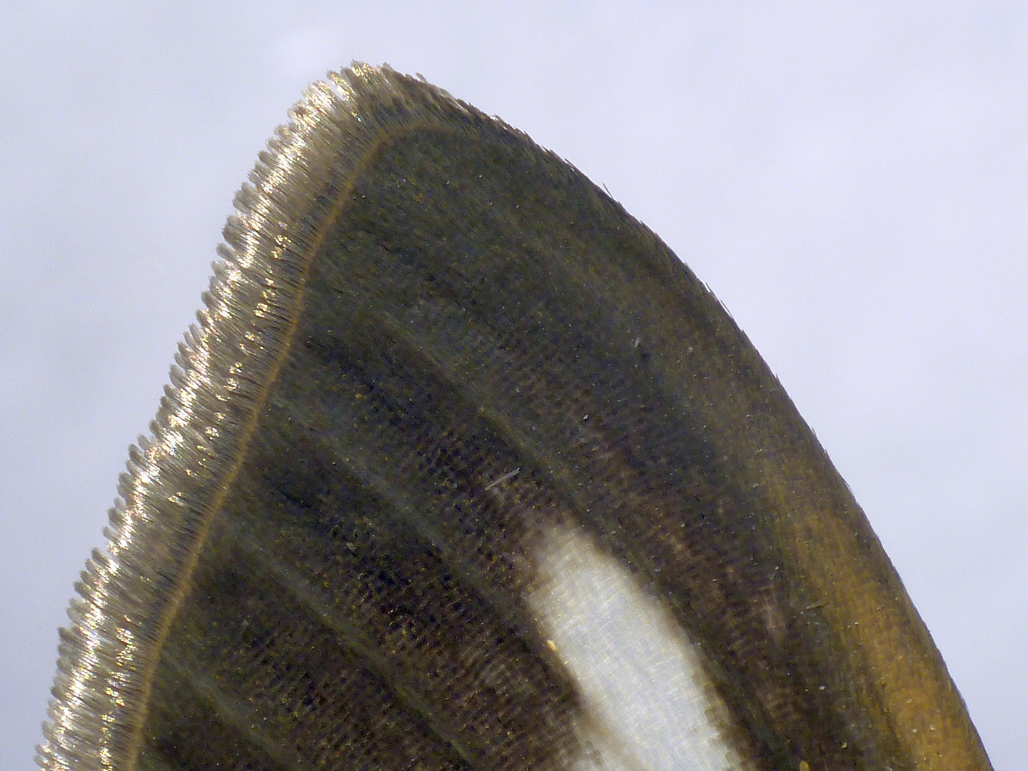 Buchsbaum-Zünsler (Cydalima perspectalis) - Flügel im Detail