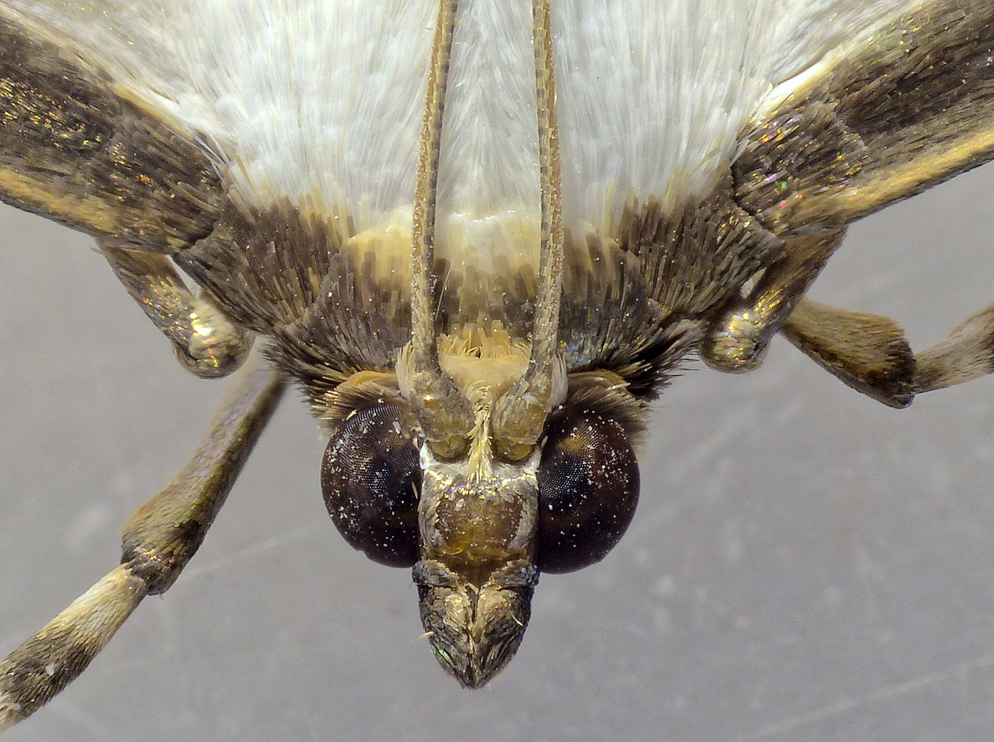 Buchsbaum-Zünsler (Cydalima perspectalis) - Kopf von oben