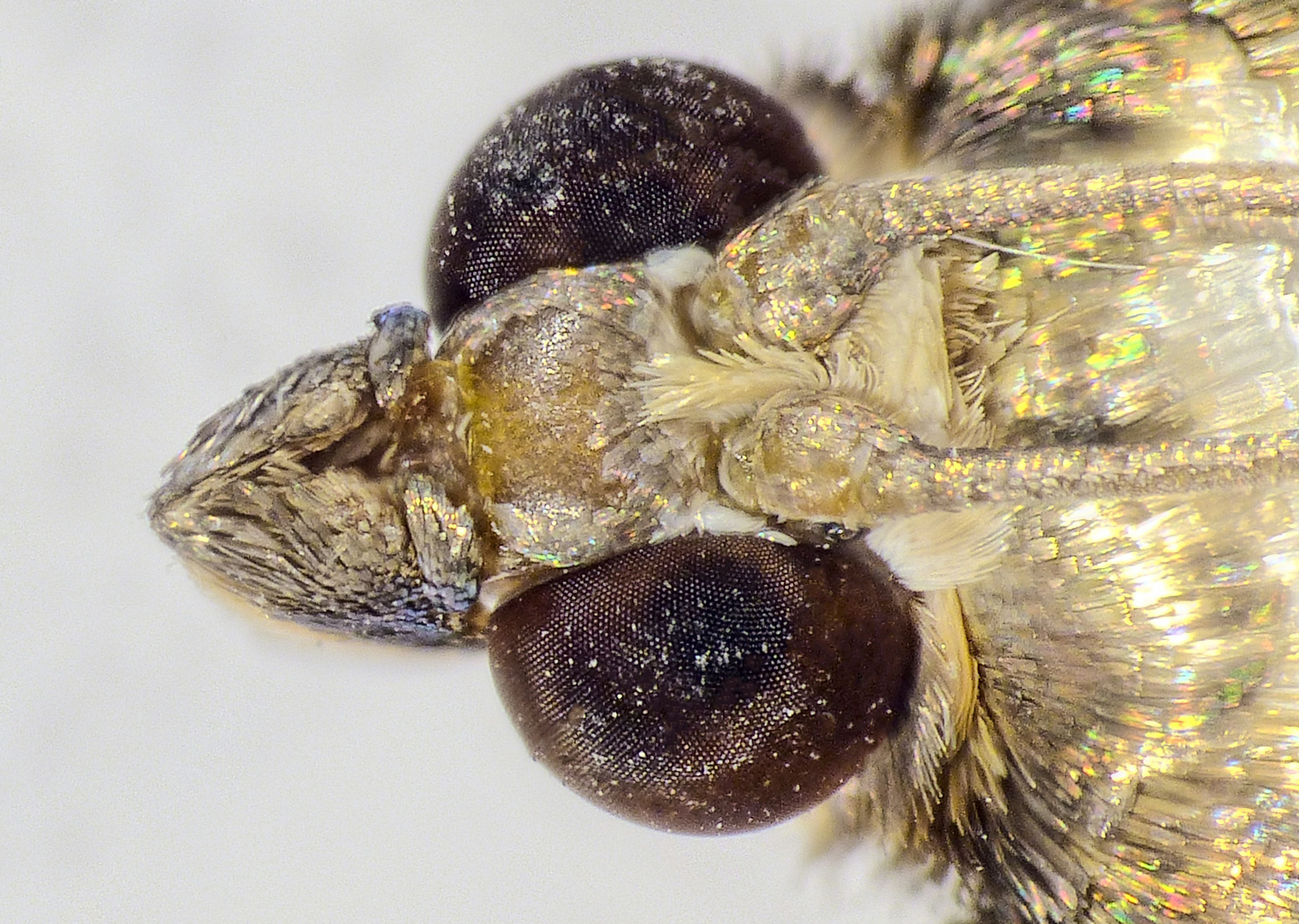 Buchsbaum-Zünsler (Cydalima perspectalis) - Kopf von schräg oben