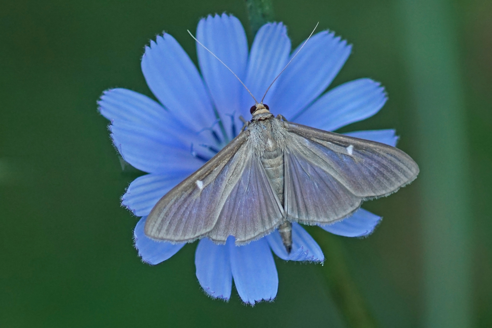 Buchsbaum-Zünsler (Cydamila perspectalis), Dunkle Form