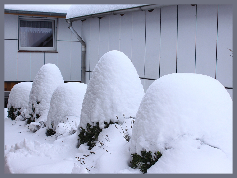 -Buchsbaum...mit Schneemütze-