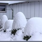 -Buchsbaum...mit Schneemütze-