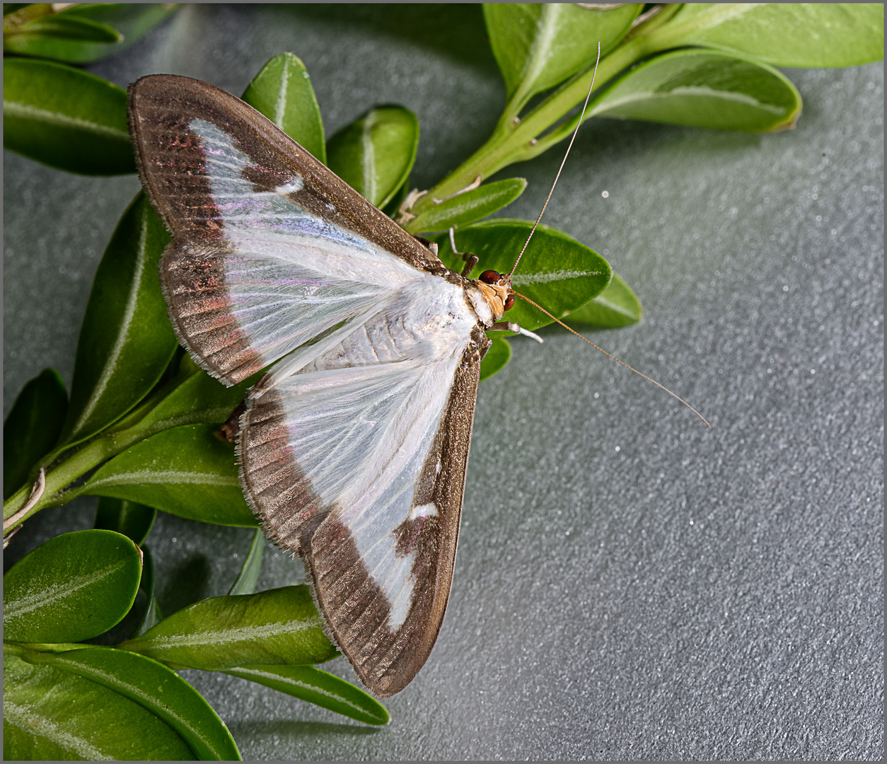 Buchsbaumzünsler Foto & Bild | natur, nahaufnahme, schmetterling Bilder ...