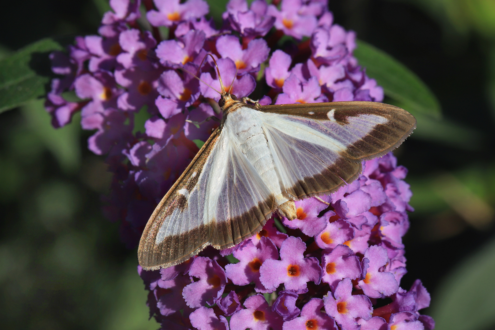 Buchsbaumzünsler, am Sommerflieder Nektar saugend