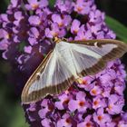 Buchsbaumzünsler, am Sommerflieder Nektar saugend