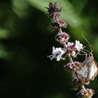 Buchsbaumzünsler an der Blüte