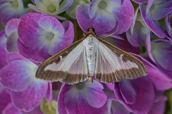 Buchsbaumzünsler auf Hortensienblüten