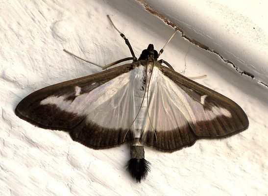 Buchsbaumzünsler bei der Rast