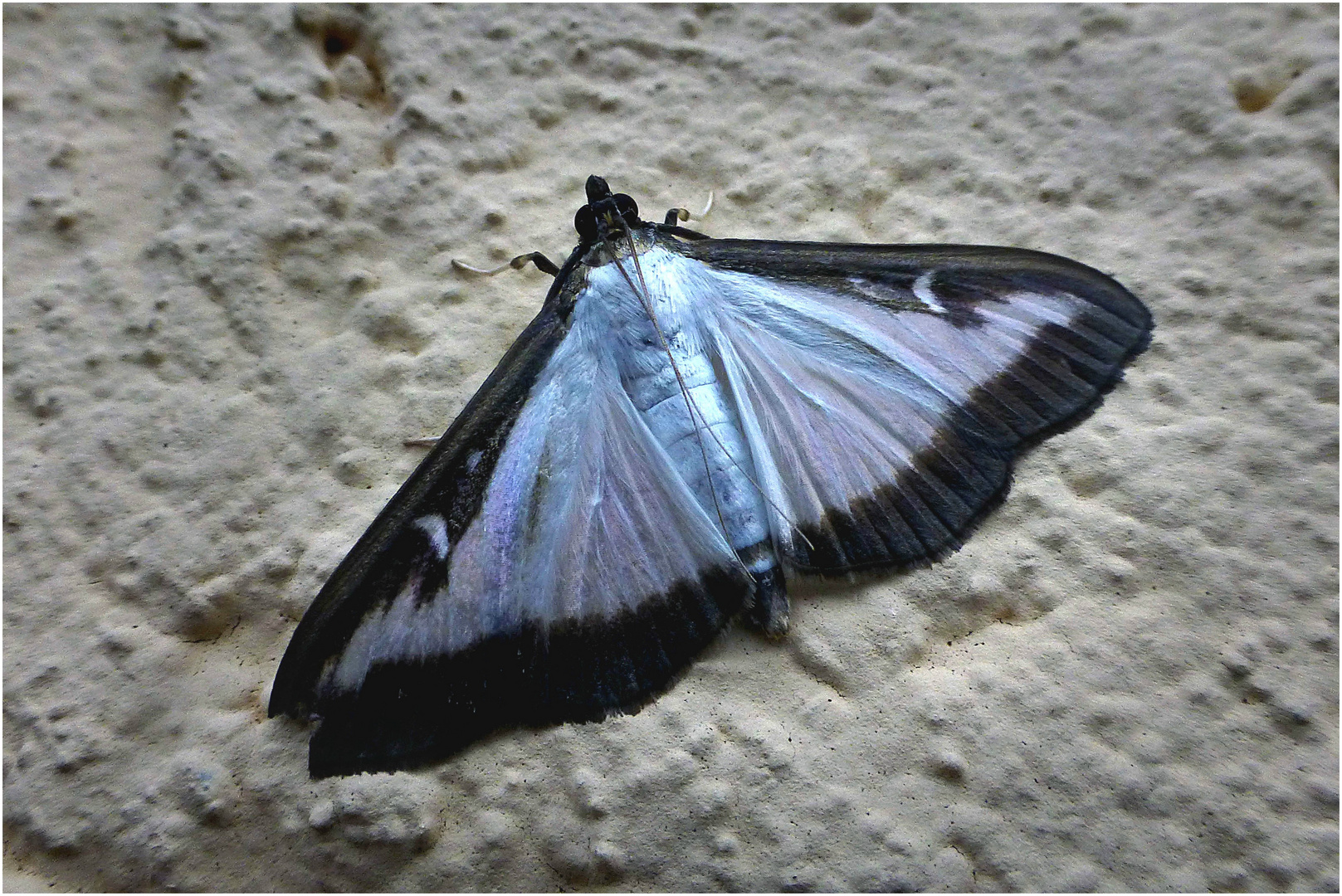 Buchsbaumzünsler (Cydalima perspectalis)