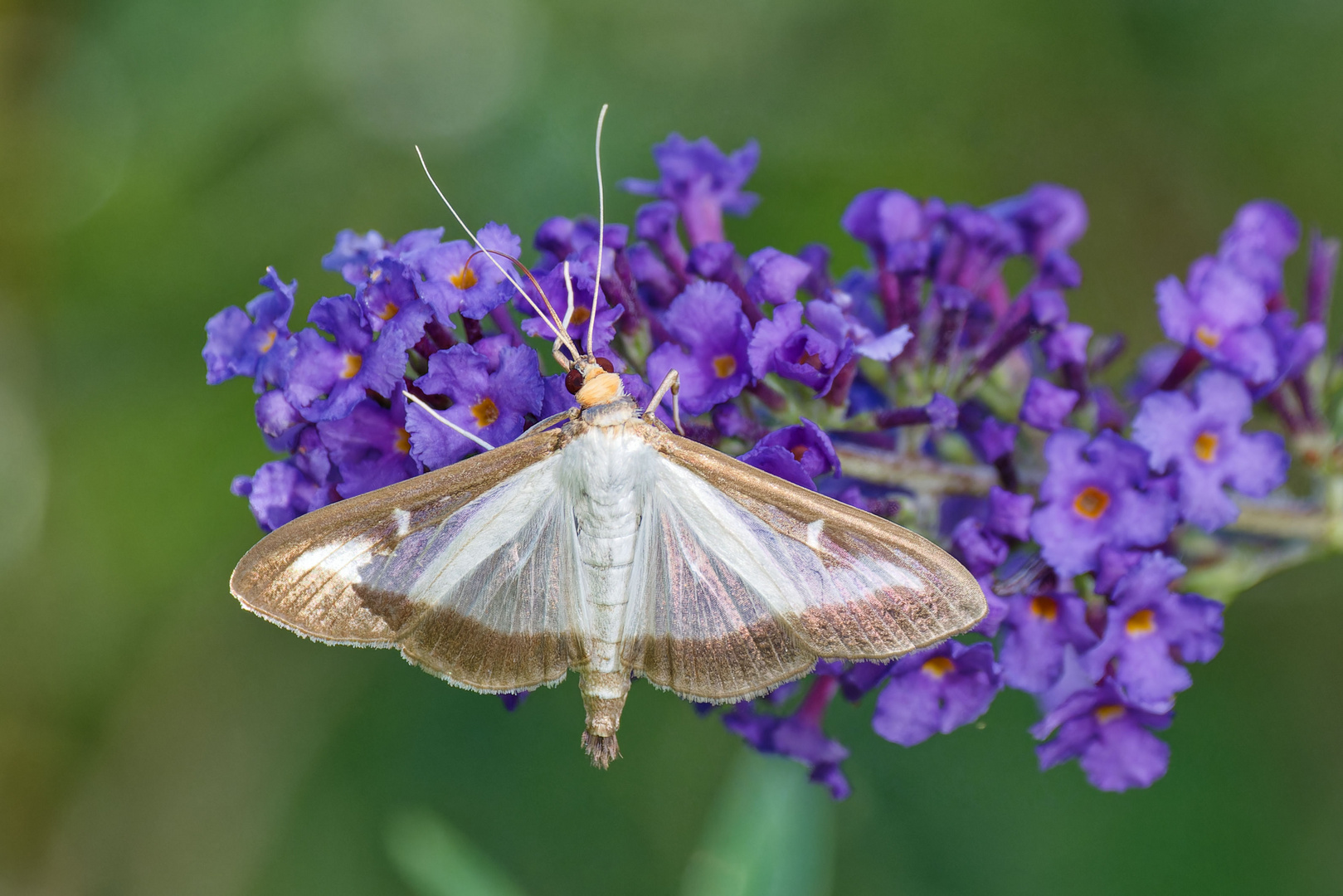 Buchsbaumzünsler (Cydalima perspectalis) 