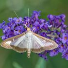 Buchsbaumzünsler (Cydalima perspectalis) 