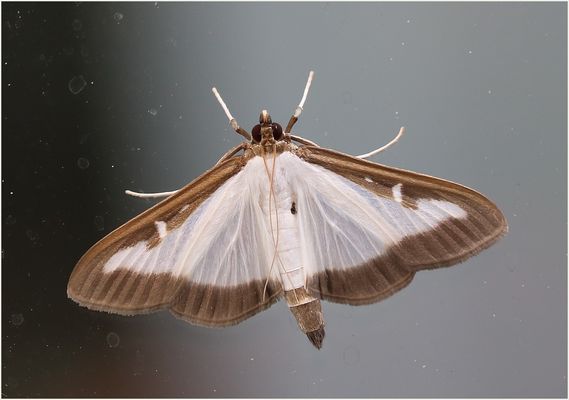 Buchsbaumzünsler (Cydalima perspectalis).