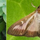 Buchsbaumzünsler (Cydalima perspectalis)- Raupe und Schmetterling