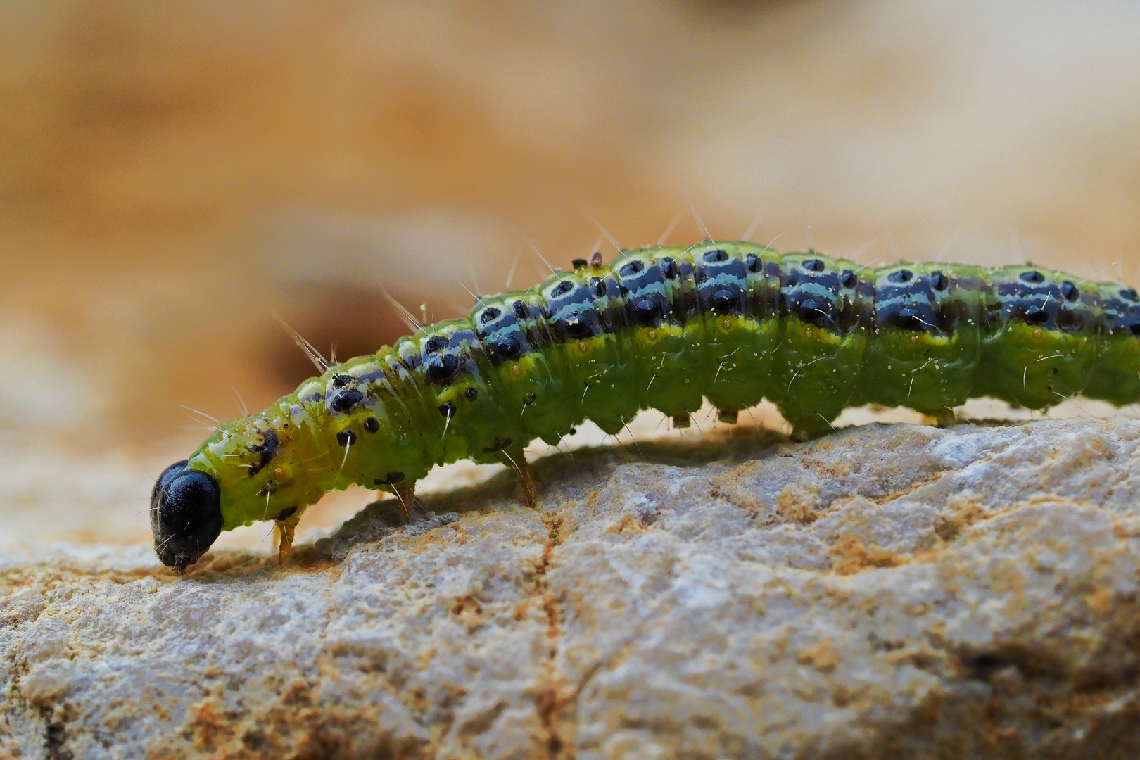 Buchsbaumzünsler ein ostasiatischer Kleinschmetterling