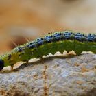 Buchsbaumzünsler ein ostasiatischer Kleinschmetterling