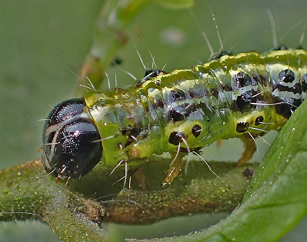 Buchsbaumzünsler-Raupe