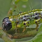 Buchsbaumzünsler-Raupe