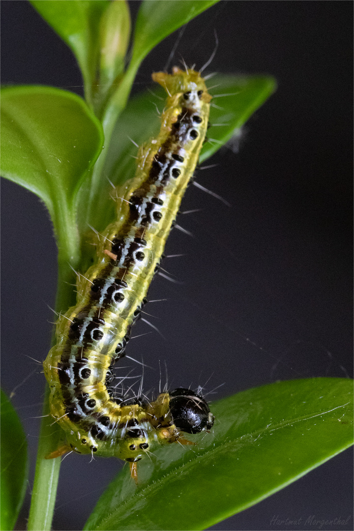 Buchsbaumzünsler-Raupe