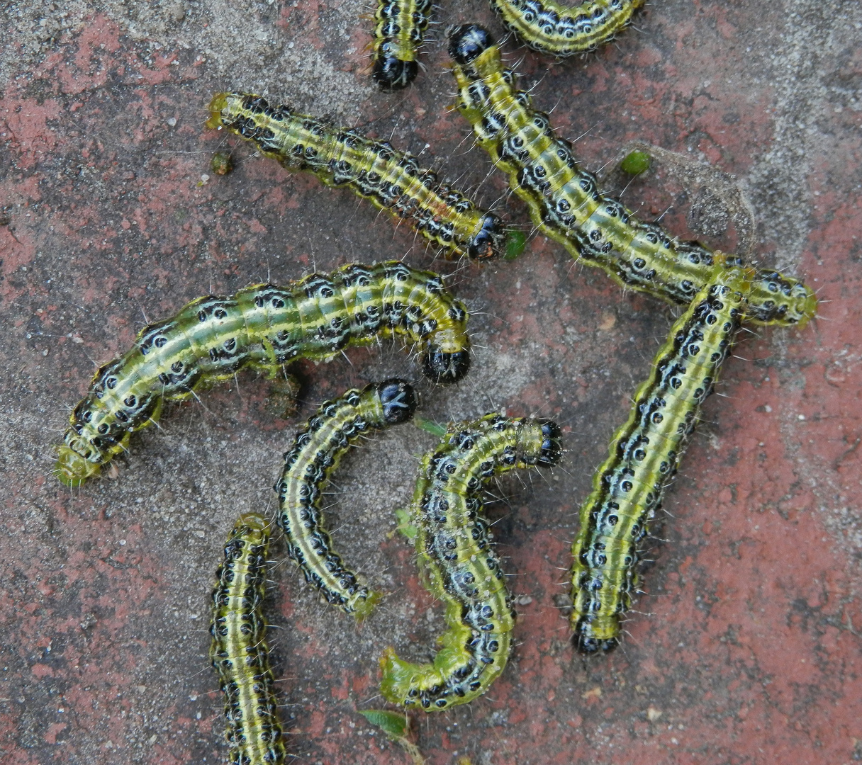 Buchsbaumzünsler-Raupen (Cydalima perspectalis) - Vielfraße im Buchsbaum