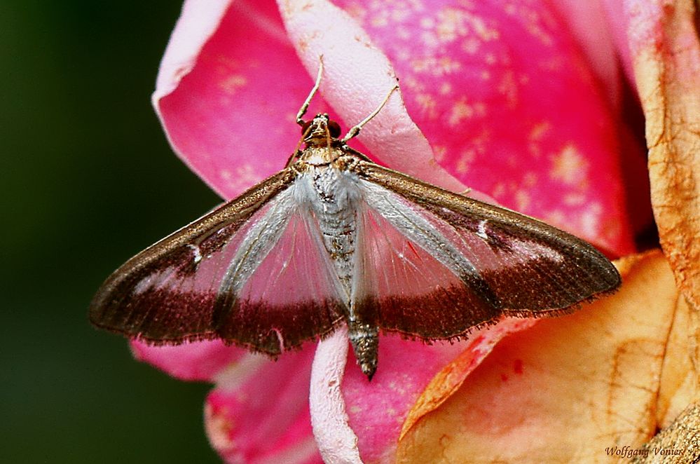 Buchsbaumzünsler,Cydalima perspectalis