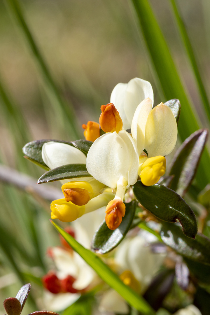 Buchsblättrige Kreuzblume