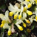 Buchsblättrige Kreuzblume 'Polygala chamaebuxus'