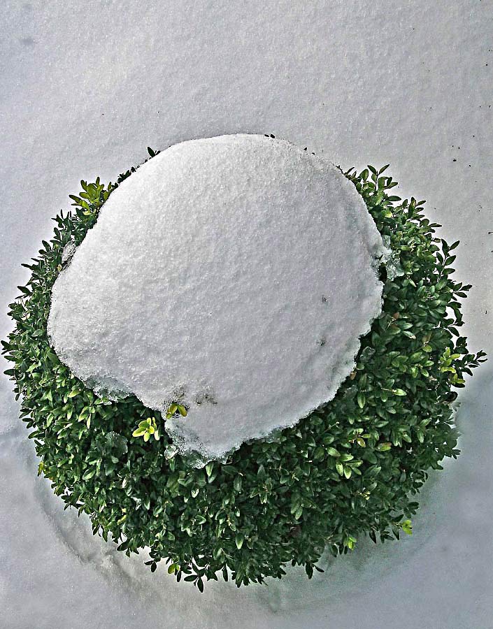 Buchskugel, mit Schnee überbacken