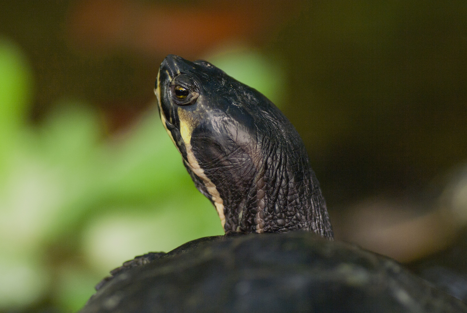 Buchstaben-Schmuckschildkröte - fotografiert im Botanischen Garten Foto