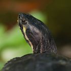Buchstaben-Schmuckschildkröte - fotografiert im Botanischen Garten