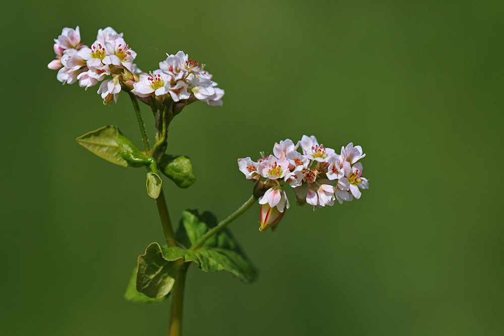 Buchweizen – Blüten