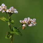 Buchweizen – Blüten