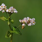 Buchweizen – Blüten