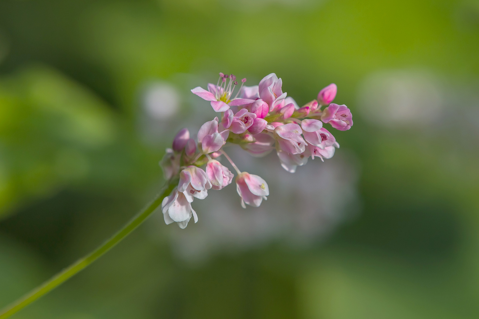 Buchweizenblüten im Lukaitztal