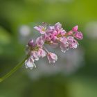 Buchweizenblüten im Lukaitztal