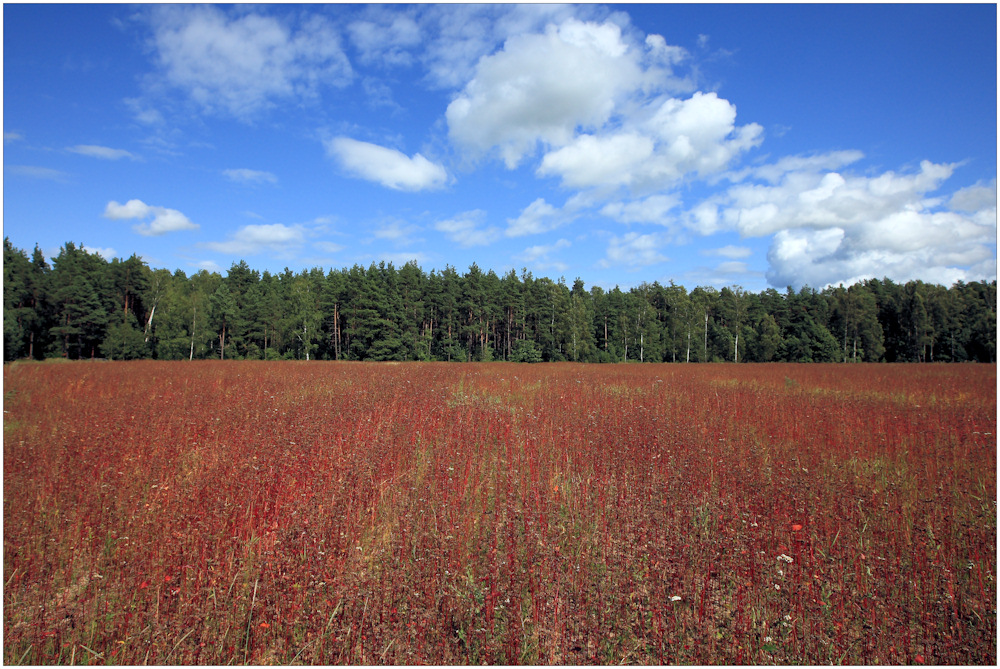 Buchweizenfeld am Waldrand