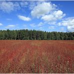 Buchweizenfeld am Waldrand