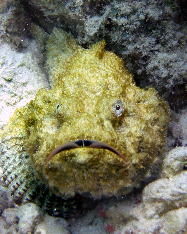 Buckel Drachenkopf - Devil Scorpionfish - Fals Stonefish