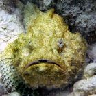 Buckel Drachenkopf - Devil Scorpionfish - Fals Stonefish