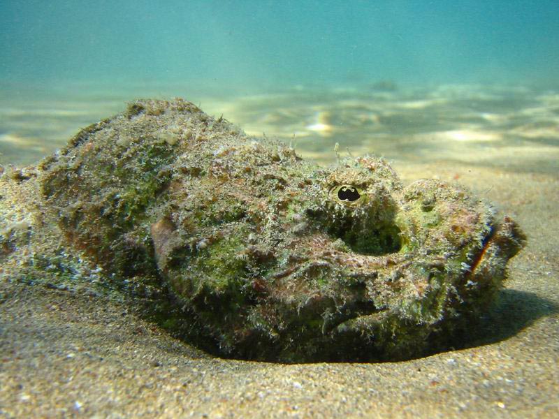 Buckel-Drachenkopf im Roten Meer