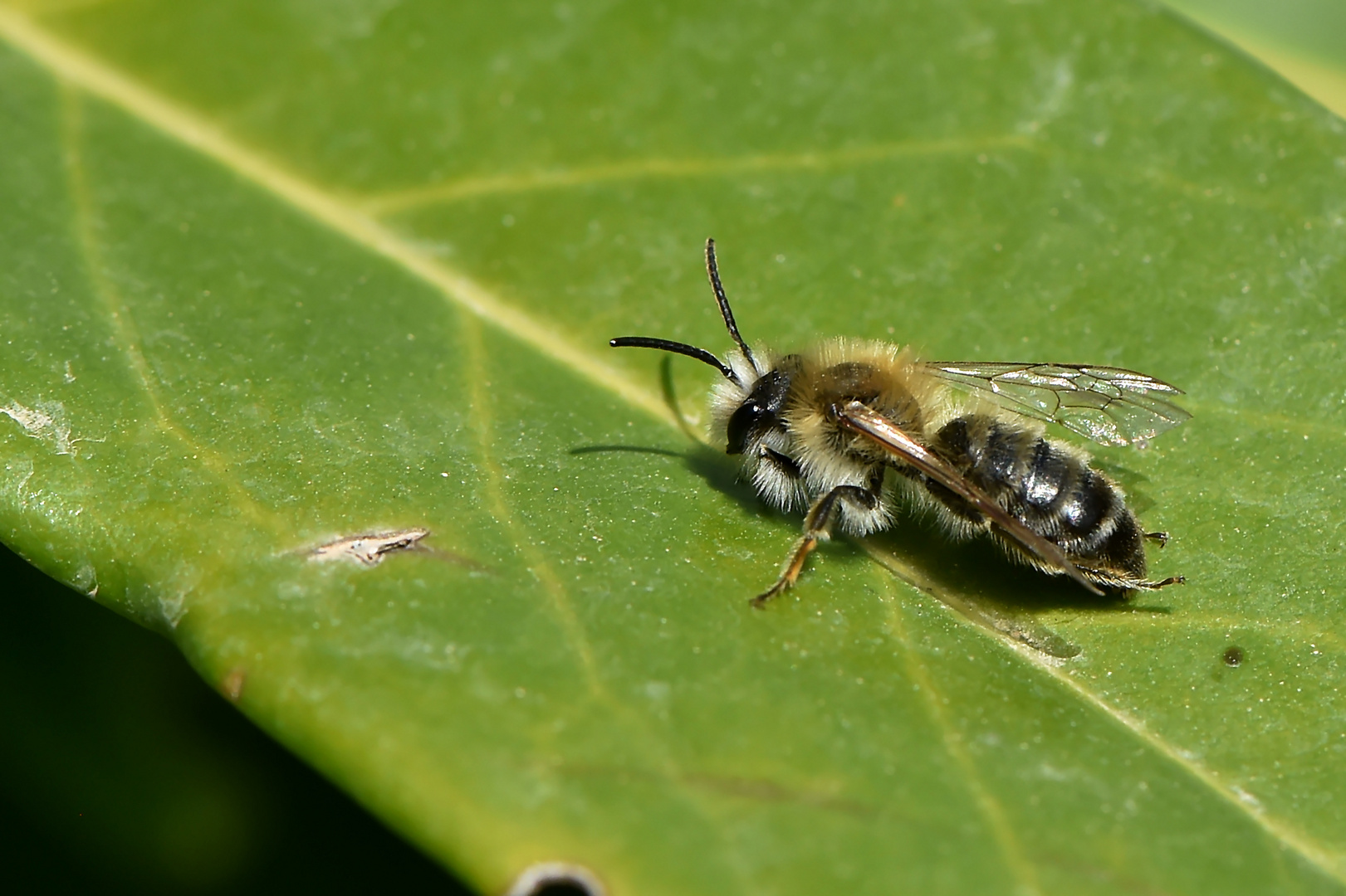 Buckel im Profil