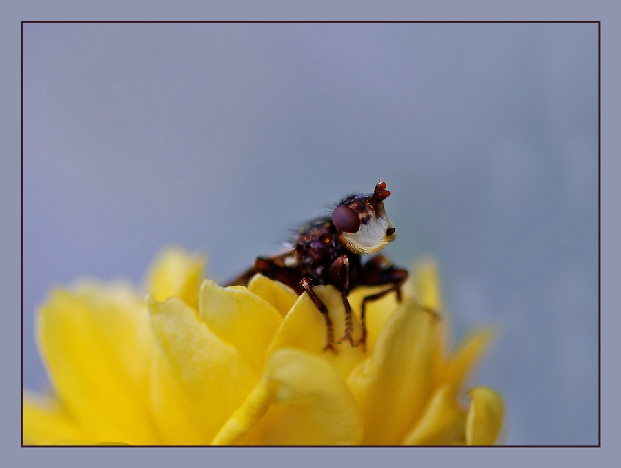 Buckelblasenkopffliege - Myopa tessellatipennis